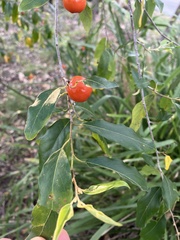 Petalostigma triloculare