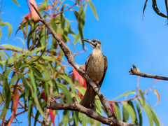 Philemon citreogularis