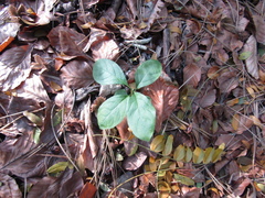 Celastrus orbiculatus