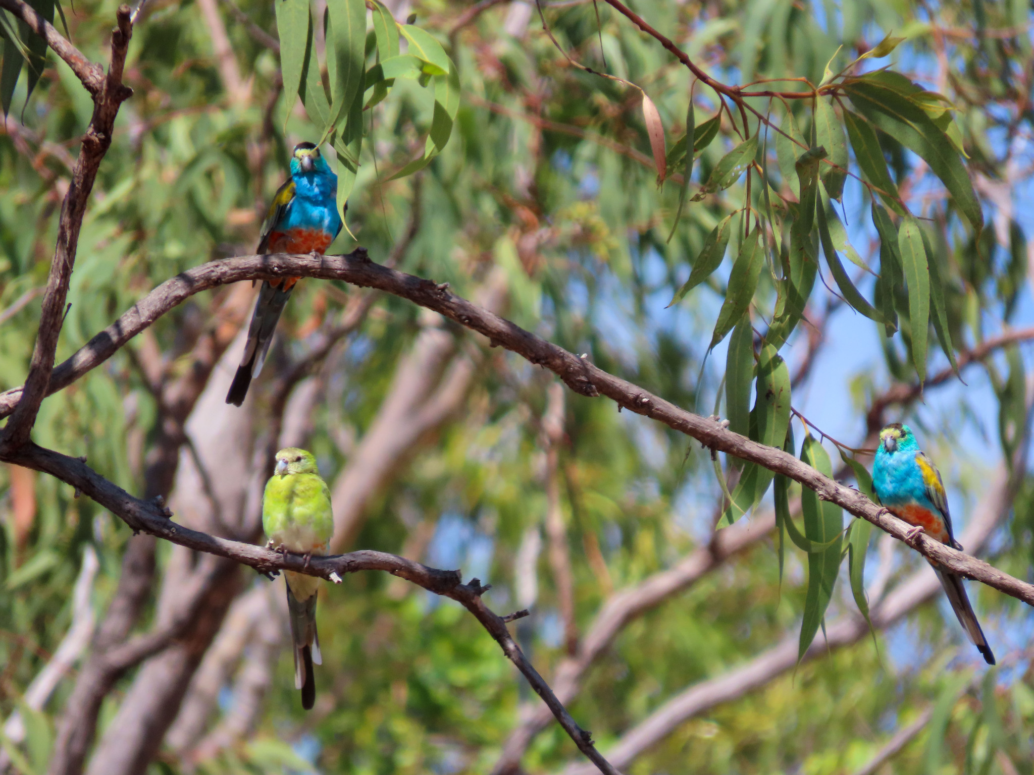 Golden-shouldered Parrot (Psephotellus chrysopterygius), photo 2
