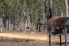 Psephotus chrysopterygius
