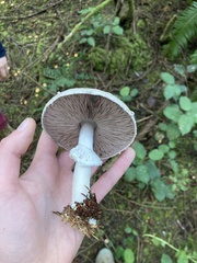 Agaricus hondensis