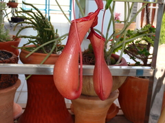 Nepenthes × neglecta