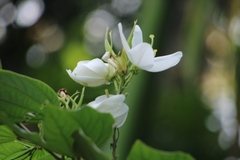 Bauhinia acuminata