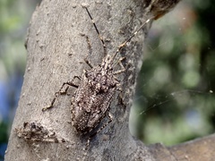 Alcaeus varicornis