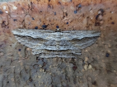 Euphronarcha luxaria