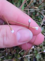 Epilobium brunnescens