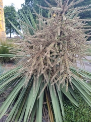 Cordyline australis