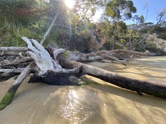 Eucalyptus botryoides