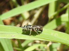 Eoanthidium salemense