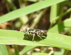 Eoanthidium salemense