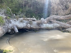 Eucalyptus botryoides