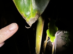 Hortophora