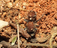 Dasylabris argentipes