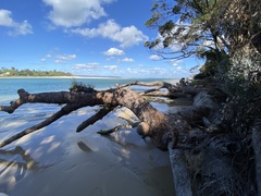 Eucalyptus botryoides