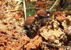 Dasylabris argentipes