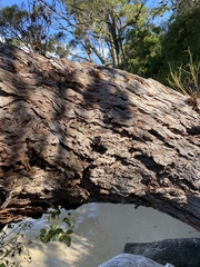 Eucalyptus botryoides