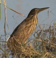 Ixobrychus cinnamomeus