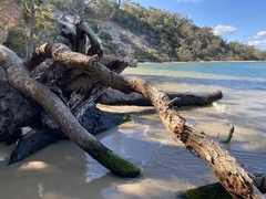 Eucalyptus botryoides