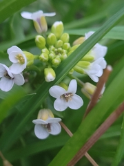 Nasturtium officinale