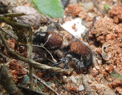 Dasylabris argentipes