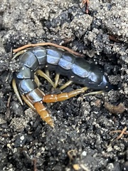 Cormocephalus westwoodi