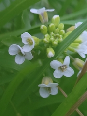 Nasturtium officinale