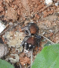 Dasylabris argentipes