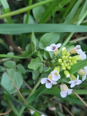 Nasturtium officinale