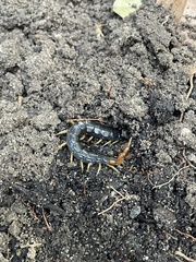 Cormocephalus westwoodi