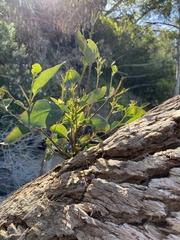 Eucalyptus botryoides