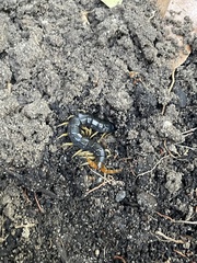 Cormocephalus westwoodi