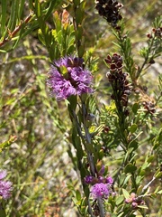 Melaleuca thymifolia