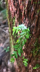 Tmesipteris lanceolata