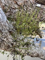 Eucalyptus botryoides