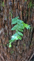 Tmesipteris lanceolata