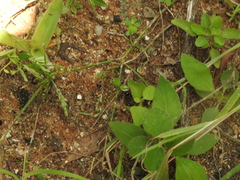 Dasylabris argentipes