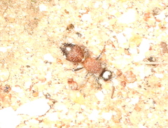 Dasylabris argentipes