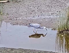 Egretta novaehollandiae novaehollandiae