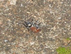 Dasylabris argentipes