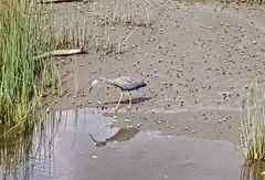 Egretta novaehollandiae novaehollandiae