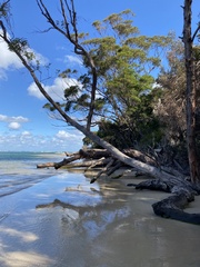 Eucalyptus botryoides
