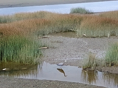 Egretta novaehollandiae novaehollandiae