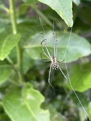 Leucauge