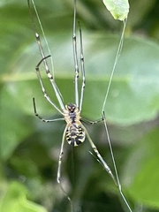 Leucauge