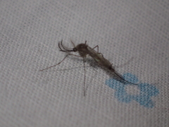 Culicinae