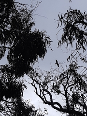 Hieraaetus morphnoides