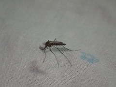 Culicinae