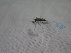 Culicinae