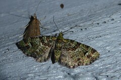 Pasiphila bilineolata